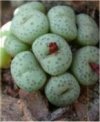 Conophytum notabile