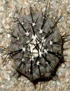 Copiapoa