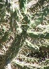 Cylindropuntia
