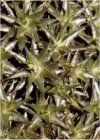 Deuterocohnia