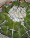 Discocactus