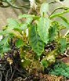 Dorstenia foetida