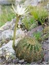 Echinopsis eryesii