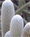 Espostoa lanata