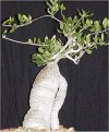 Fockea edulis