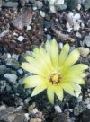 Frailea pulcherrima