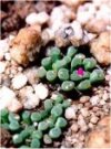 Frithia pulchra