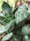 Gasteria verrucosa