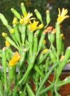 Hatiora salicornioides