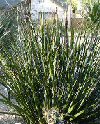 Hesperaloe parviflora