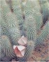 Hoodia