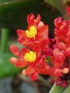 Jatropha podagrica