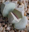 Lapidaria margaretae