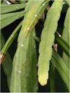 Lepismium