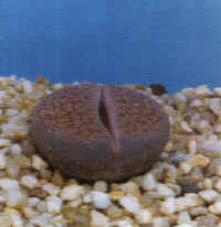 Lithops schwantesii