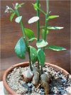 Monadenium guentheri