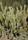 Myrtillocactus geometrizans