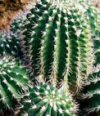 Neoporteria
