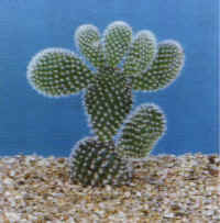 Opuntia