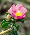 Pereskia aculeata