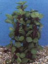Portulacaria afra