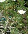 Sarcocaulon