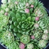 Sempervivum arachnoideum