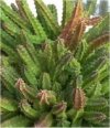 Stapelia flavirostris