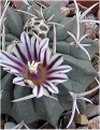 Stenocactus pentacanthus
