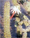 Stenocereus