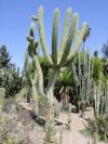 Stetsonia coryne