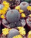 Sulcorebutia arenacea