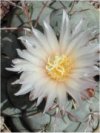 Thelocactus