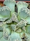Titanopsis calcarea