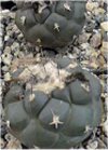 Turbinicarpus