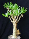 Tylecodon reticulata