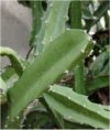 Acanthocereus