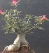Adenium obesum