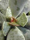 Adromischus cooperii