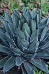 Agave