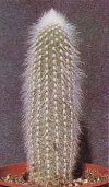 Cleistocactus strausii