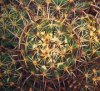Coryphantha vivipara