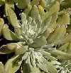 Cotyledon