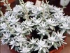 Dudleya pulverulenta