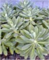 Euphorbia