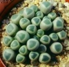 Fenestraria aurantiaca
