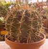Ferocactus herrerae