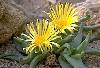 Glottiphyllum nelii