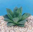 Haworthia arachnoidea