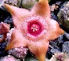 Huernia macrocarpa